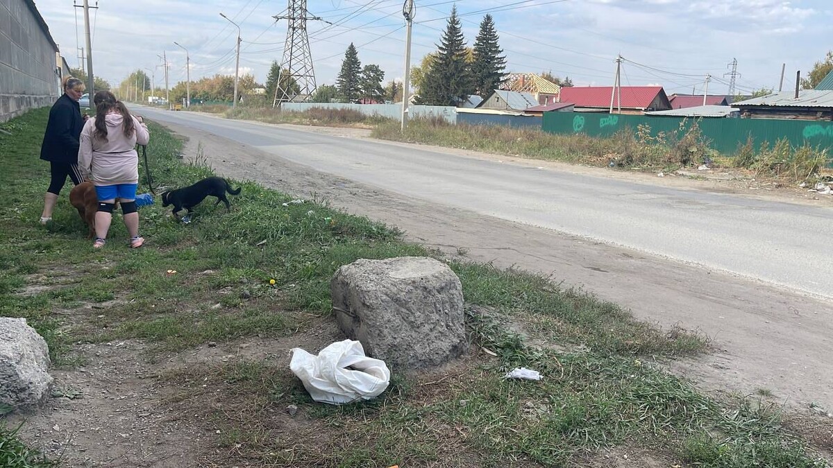 Малыши в мешке и часть стационаров приюта "Омские хвостики" и малая часть вольеров