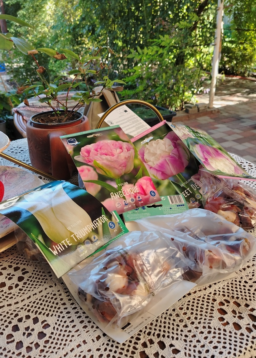 Все прощупала, не вскрывая. Жду, Максим когда приедет. Кинулась, а нетути протравителя. Тетеря! 