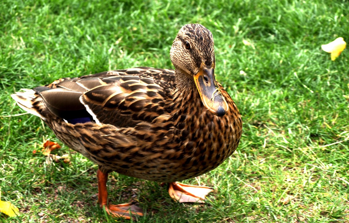 Подбираем имя для этого очаровашки!