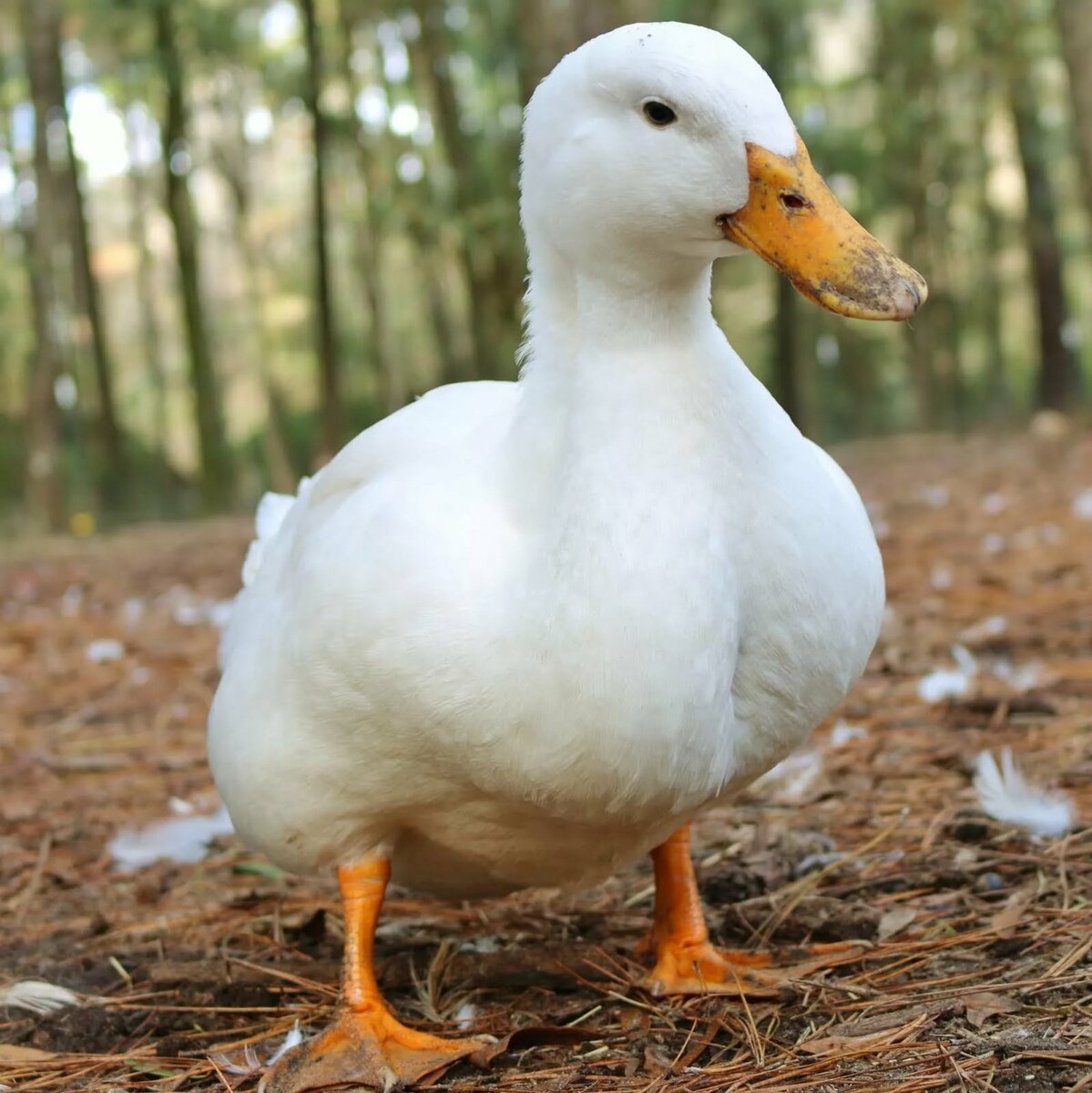 Будущий Пончик или Шлёпик?