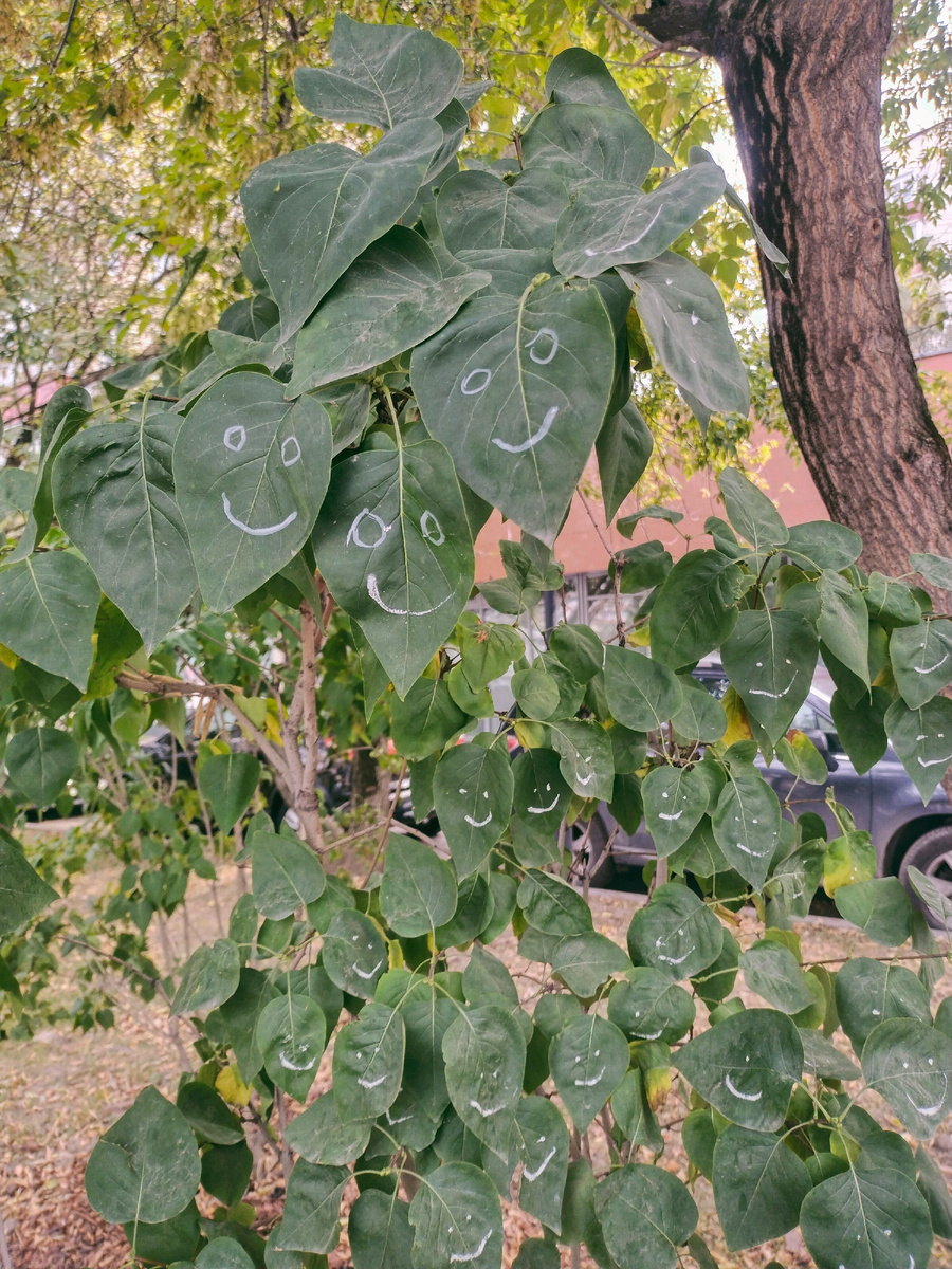 Сегодня утром встретила очень веселую сирень😁