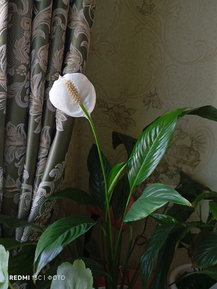 Спатифиллум цветет,