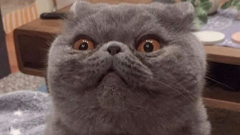 Яндекс Картинки