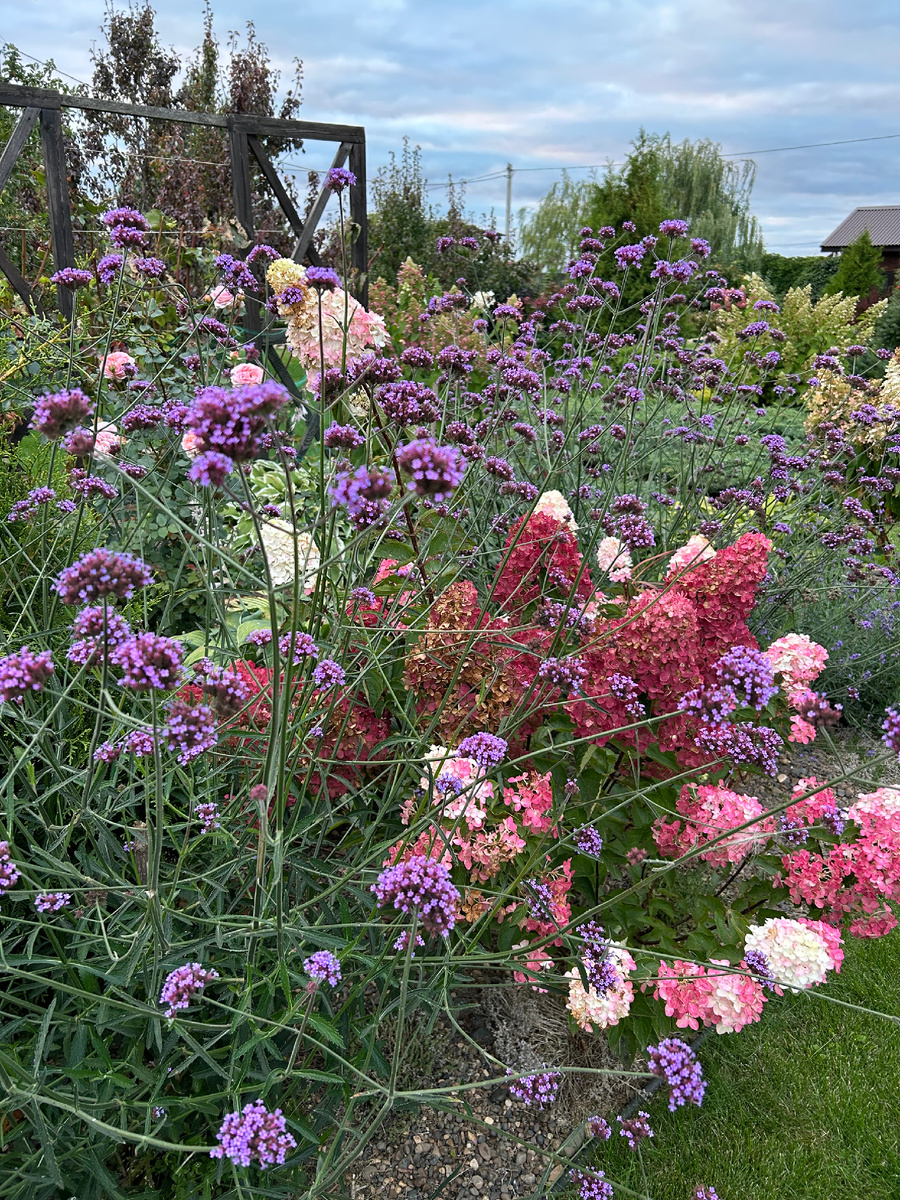 Вербена бонарская в сентябре. Фото Мой второй сад