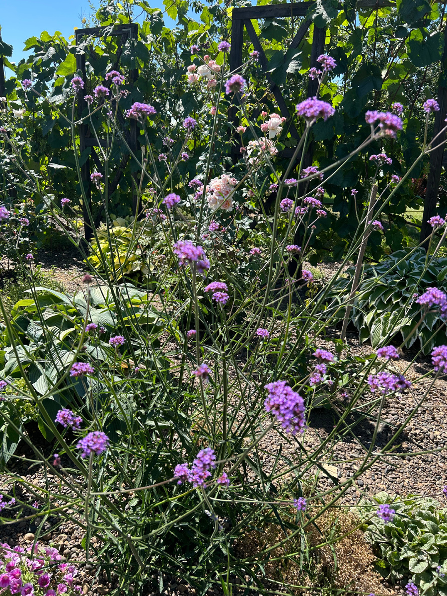 Вербена бонарская в молодом английском розарии. Фото Мой второй сад