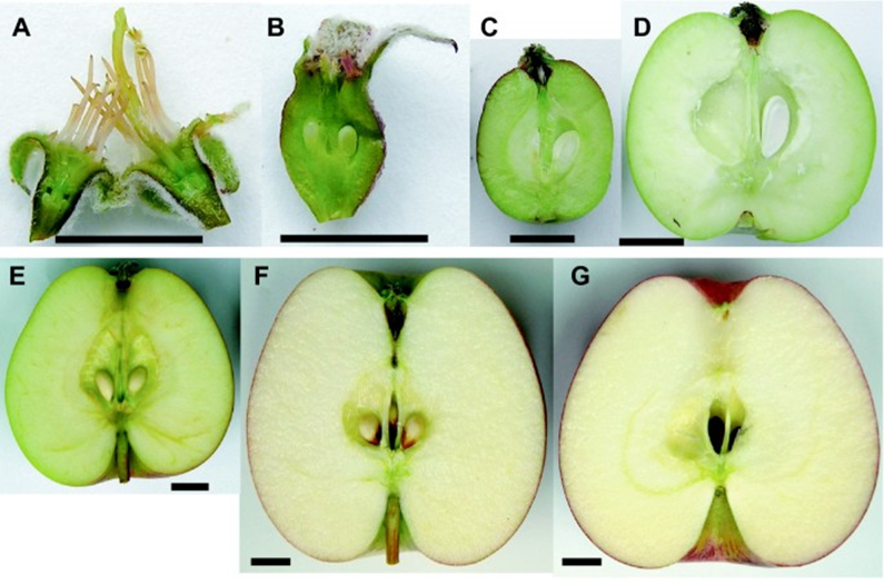 Системный подход к питанию сада