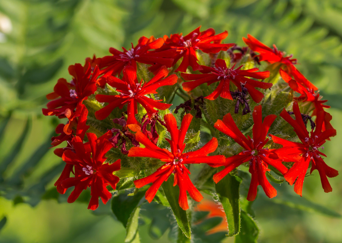 Зорька (Лихнис).