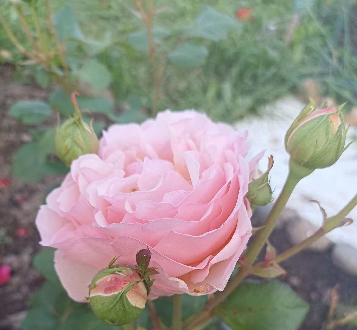 Изображение взято https://stroy-podskazka.ru/images/review/orig/2025/08/roza-princessa-sharlen-de-monako.jpg