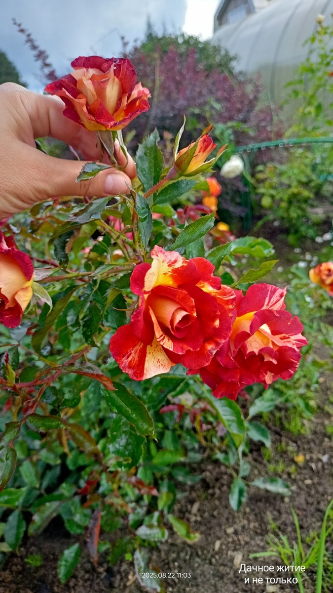 Вот такой цветок