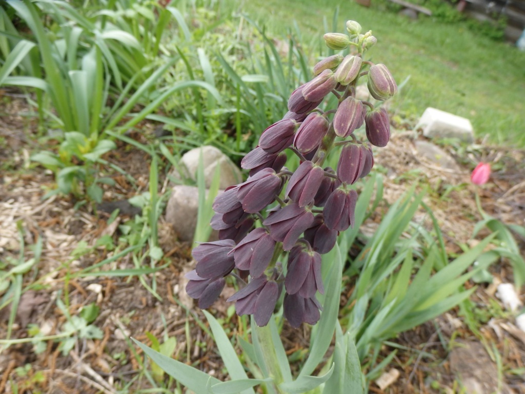  Рябчик (фритиллярия) Персидский