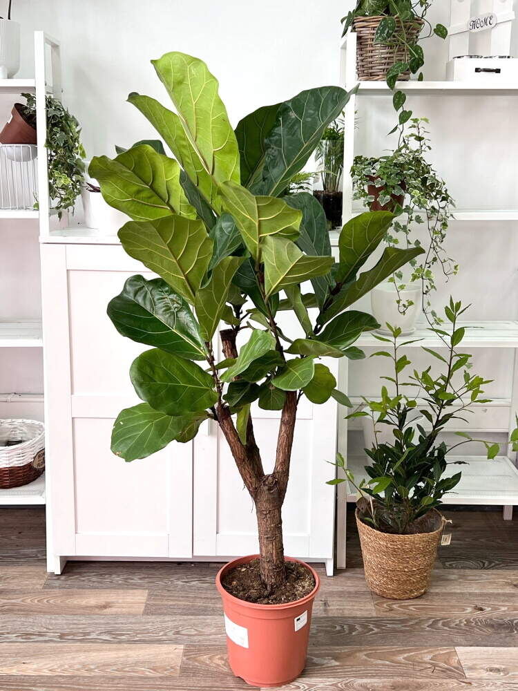 Наши зеленые друзья заслуживают не только ухода, но и красивого имени.