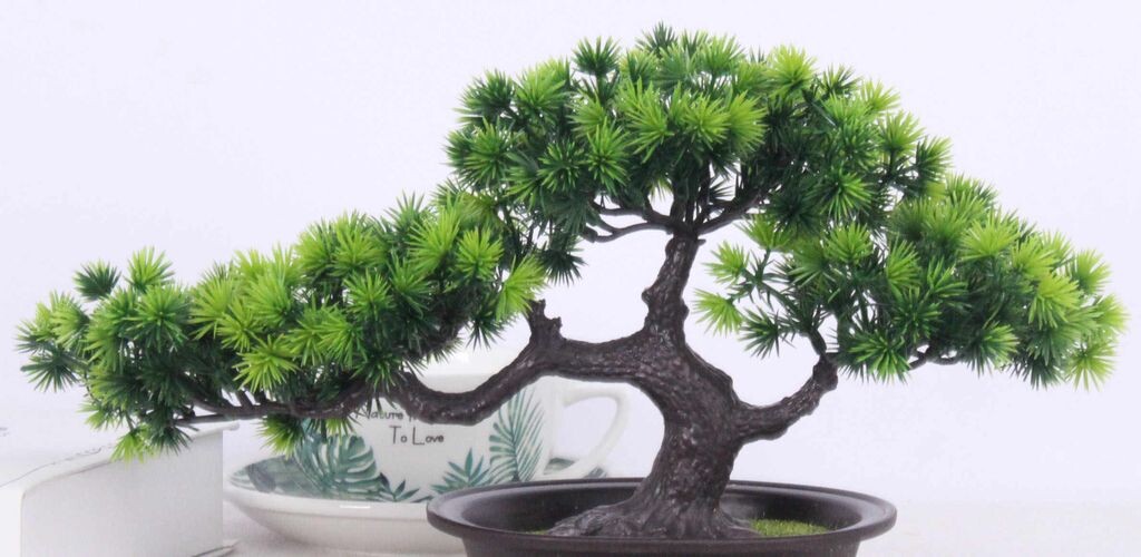 Знакомьтесь, сеньор Кактусио!