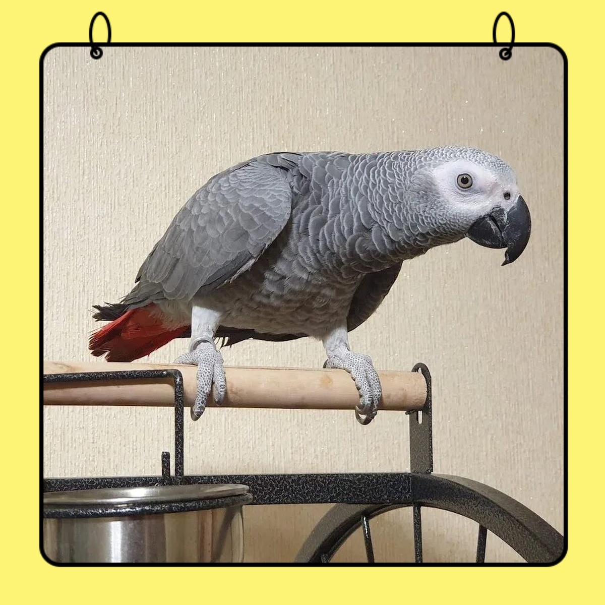 Говорящий попугай Кеша 🦜