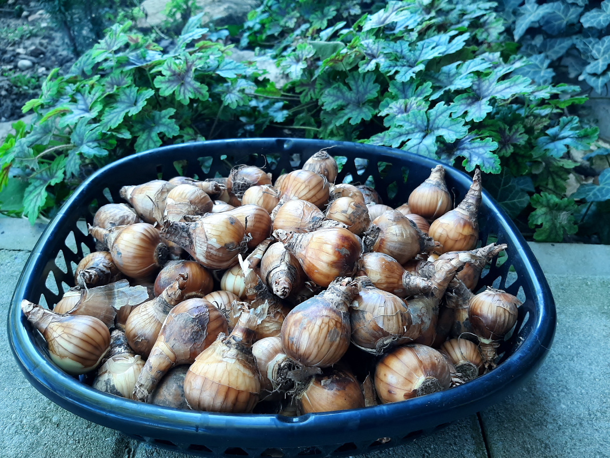 Почти 100 луковиц