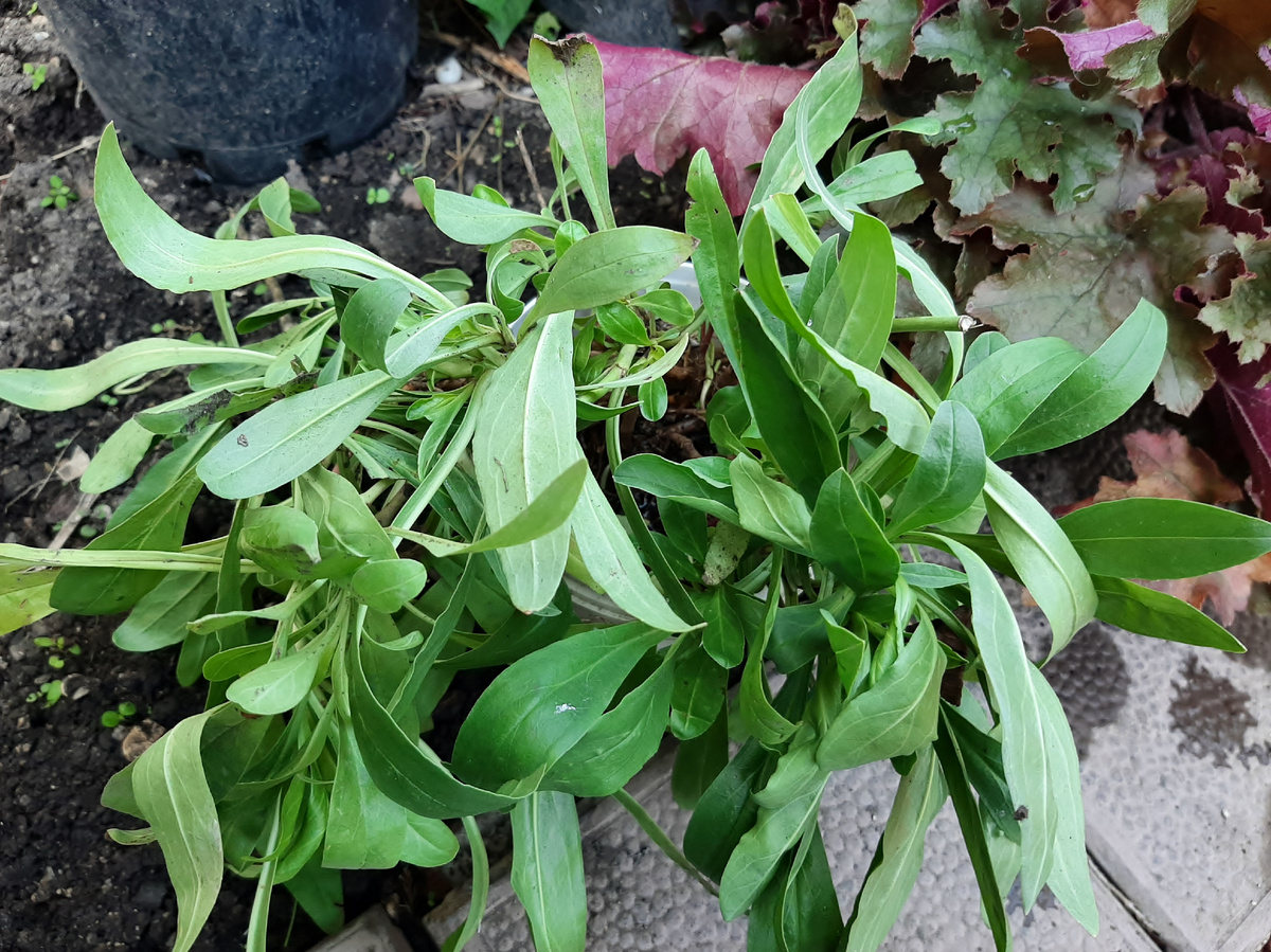 Пенстемон в воде стоит