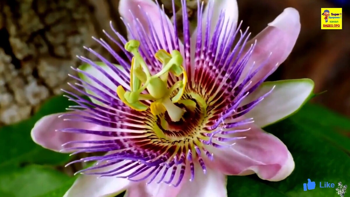 Красота природы