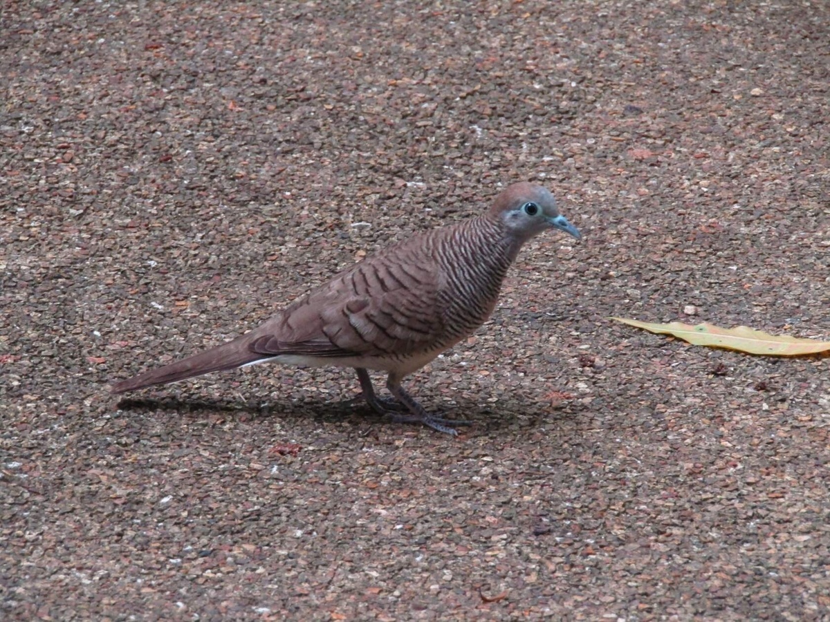 Полосатая горлица. Таиланд. Пхукет. Фото автора - Татьяна Фомичева
