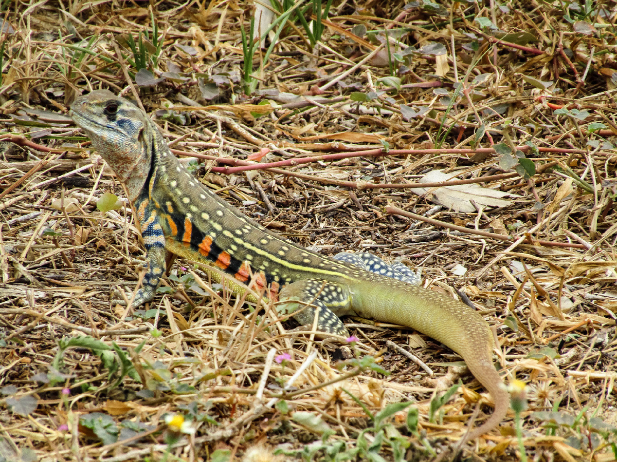 Агама-бабочка.Таиланд. Пхукет. Фото автора - Татьяна Фомичева