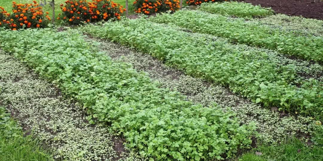 Мульча и сидераты осенью могут стать рассадниками слизней