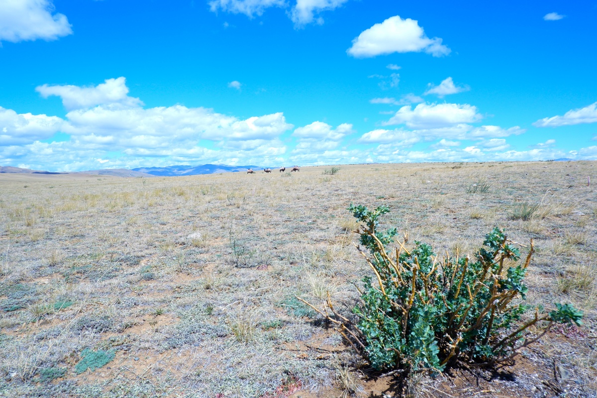 Главное в этом фото - дикие верблюды вдалеке