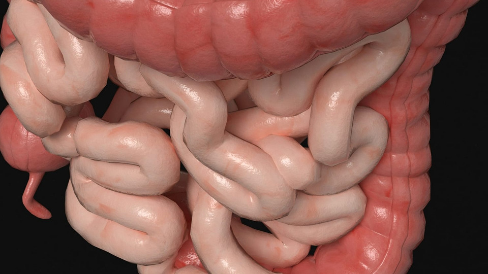 Кишечник