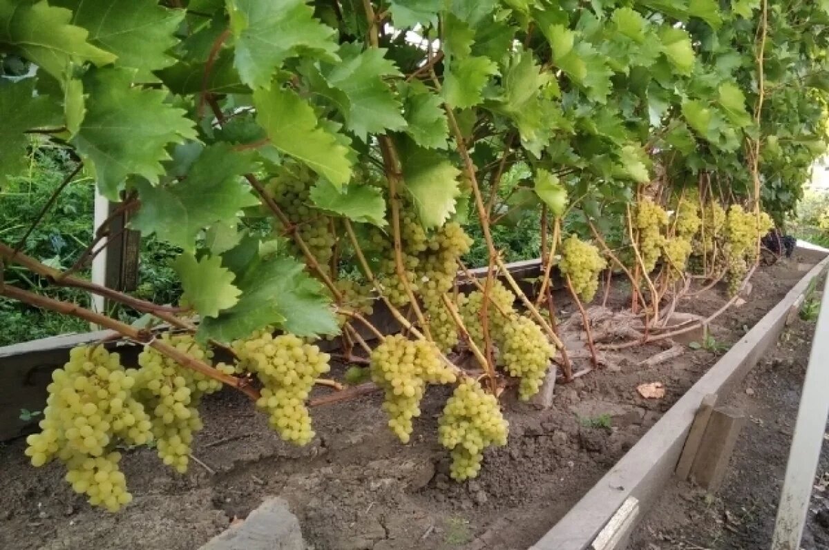    Садовод Сергей Бурдис рассказал, какой виноград лучше всего растет в Сибири