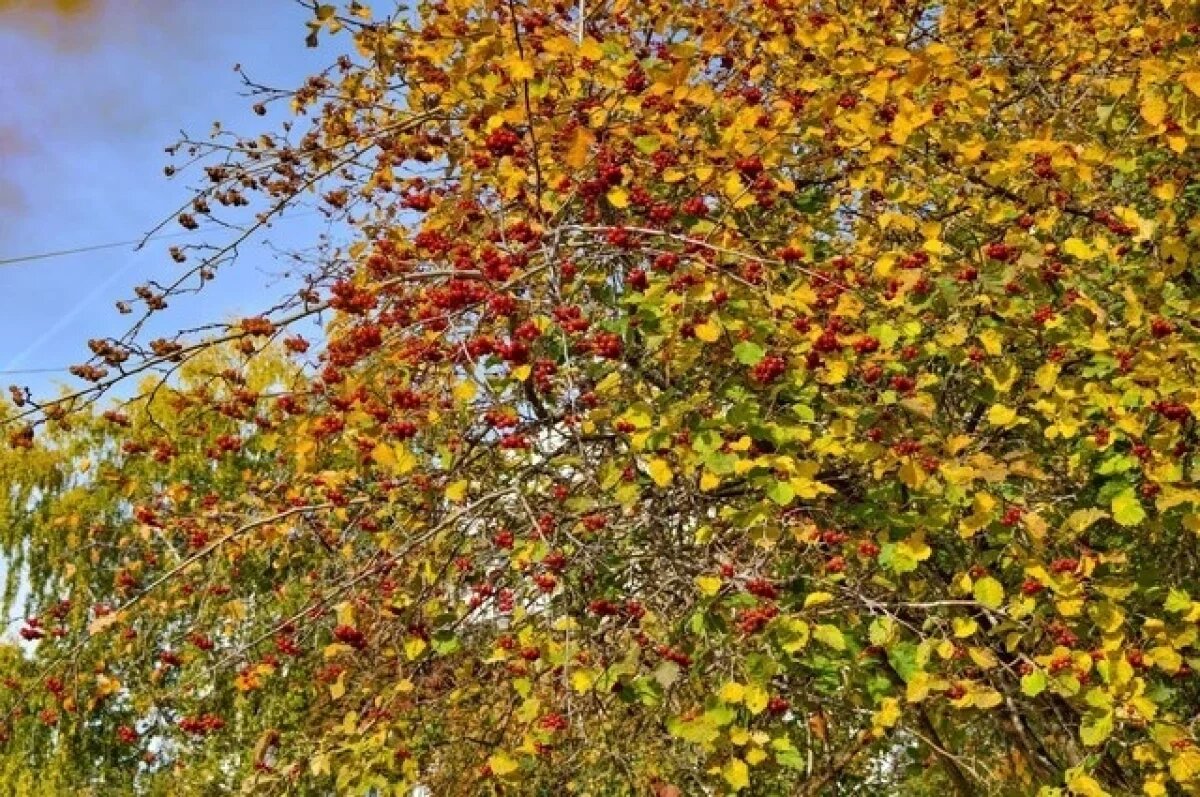    В Краснодарском крае ожидается похолодание