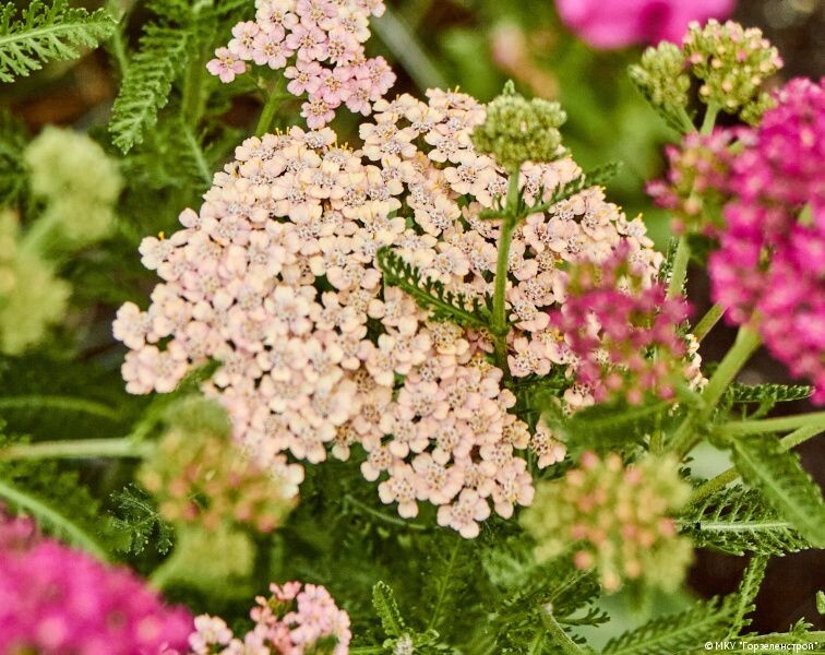    © МКУ "Горзеленстрой"