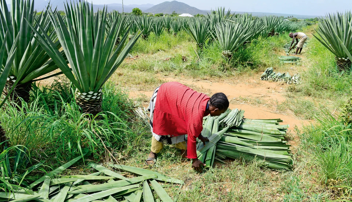 Идет сбор листьев сизаля. Растение не срубают целиком, дожидаются, пока оно опять топорщиться начнет.