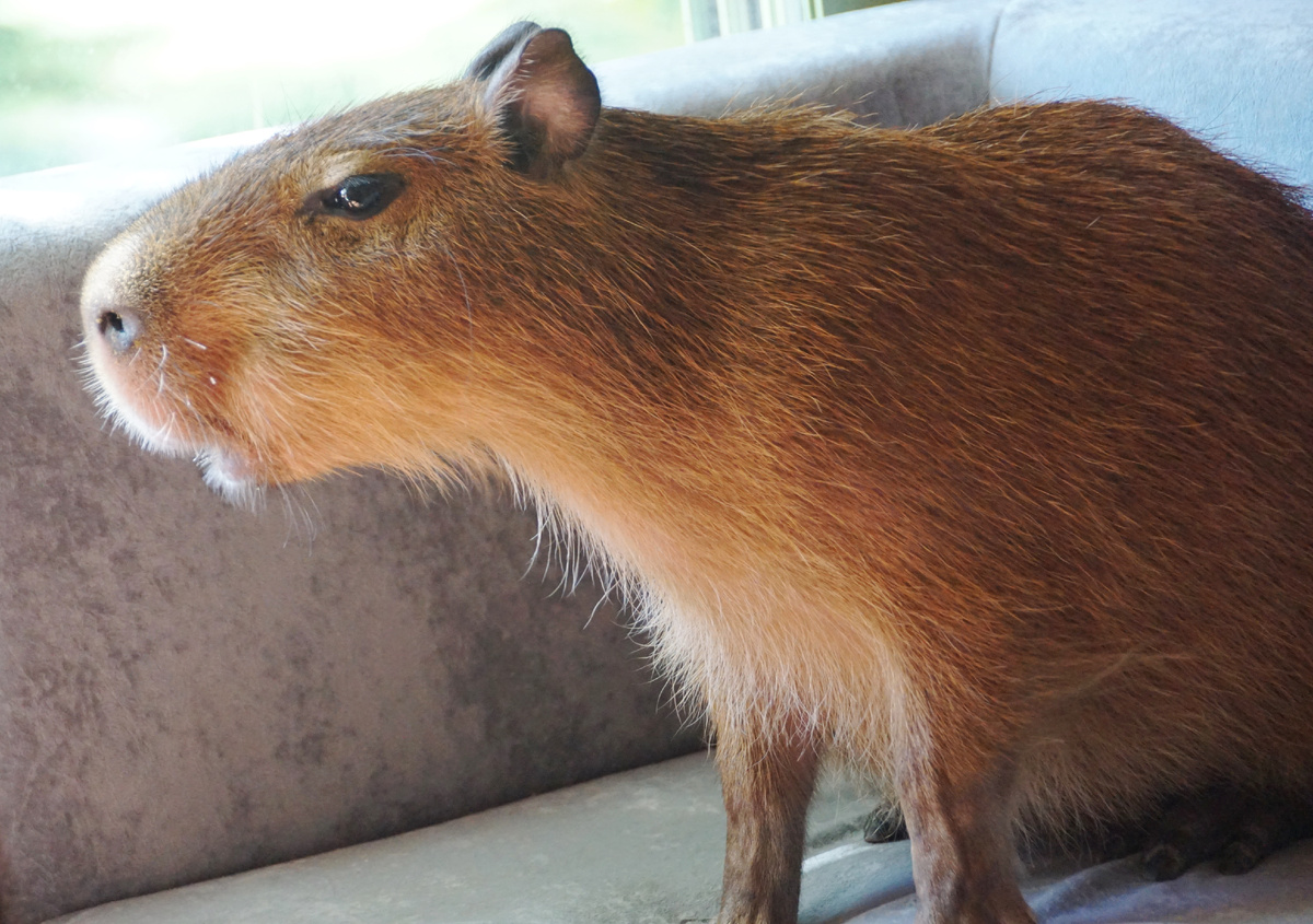 Капибара.все фото подборки сделаны автором статьи