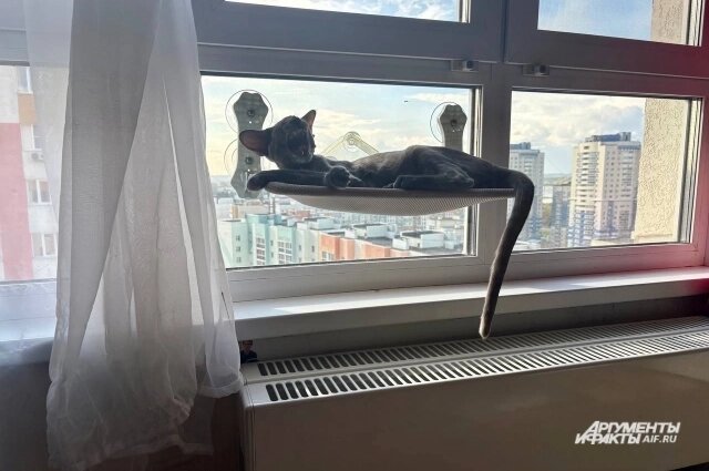    Фото: kuzbass.aif.ru/ Анна Городкова