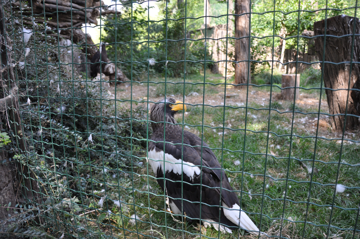 фото автора   Орел