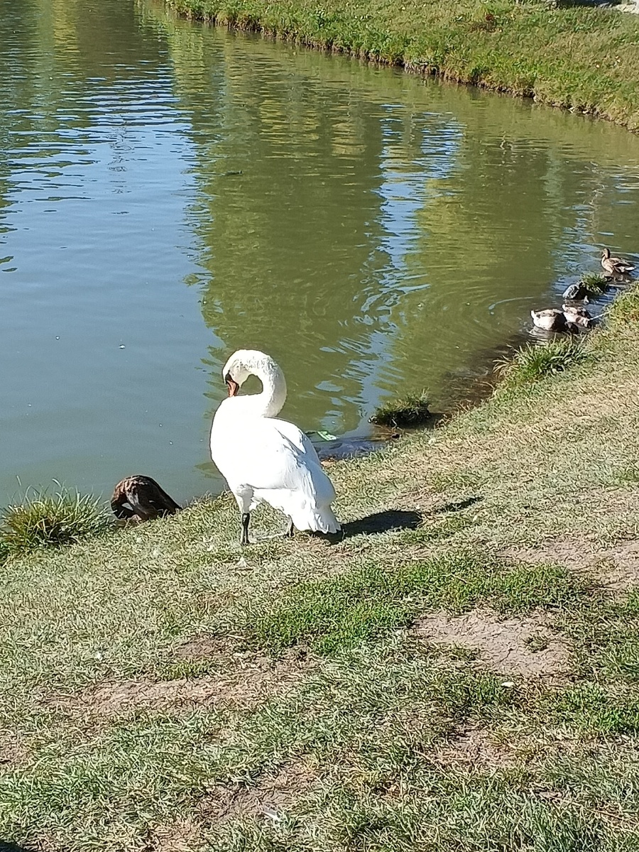 Ни утки, ни люди ему не мешают. Фото Галины Малышевой.