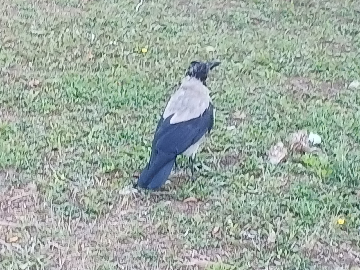 На голове ещё перья до конца не обросли, пух виден. Фото Галины Малышевой.