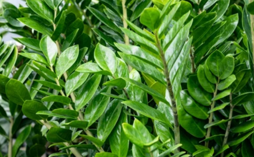 Замиокулькас (Долларовое дерево): простой уход и секреты быстрого роста