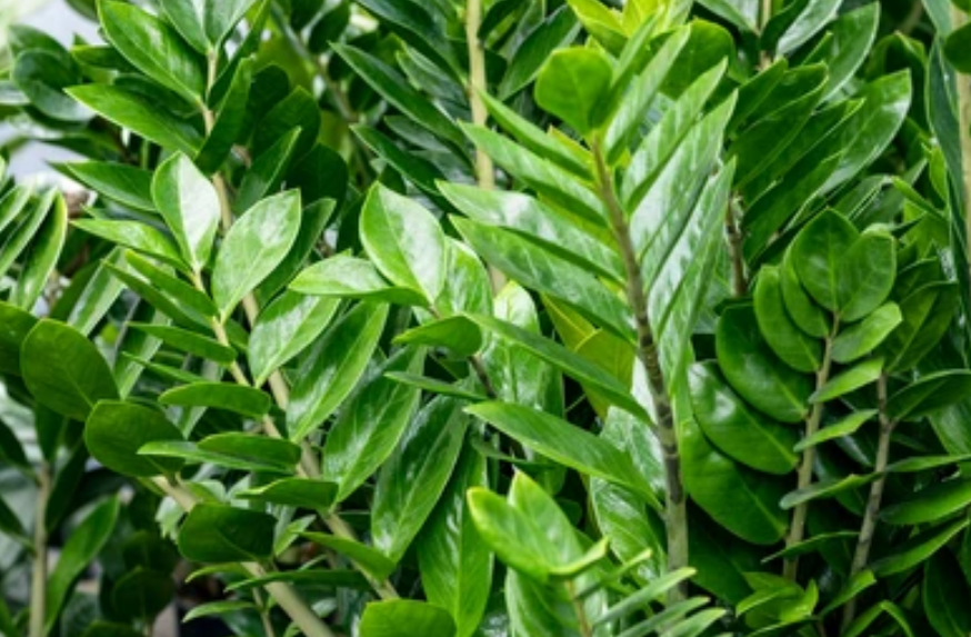 Замиокулькас