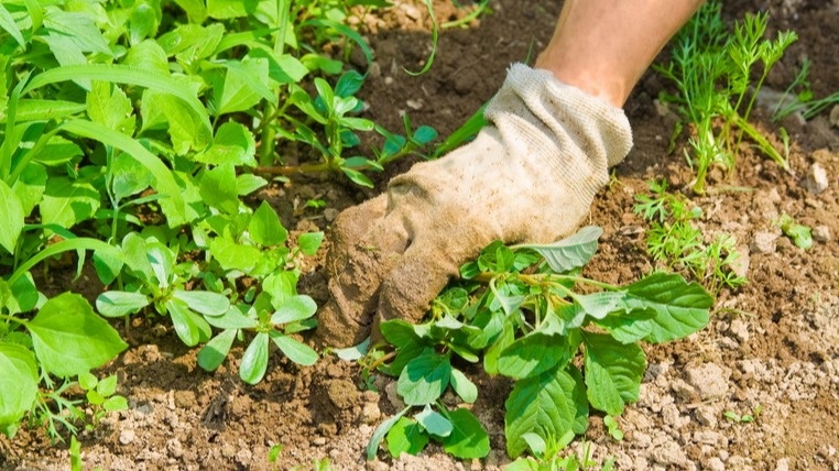 Искореняю сорняки за 10 дней до заморозков. Простой способ подготовить участок к зиме
