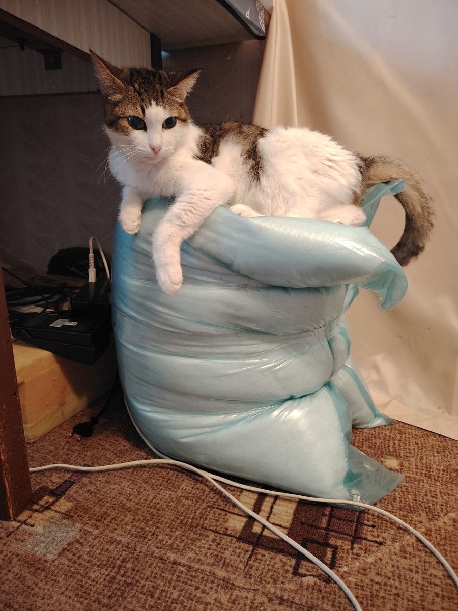 один мешок недавно атаковала Муся.