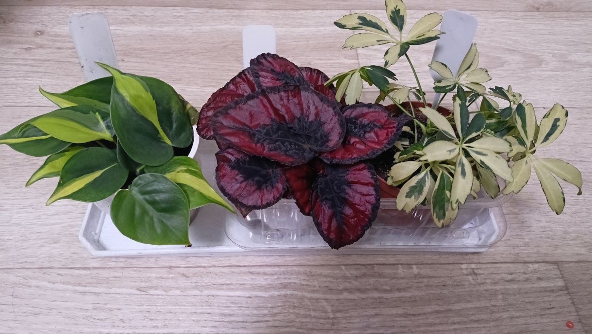 Моя бегония "Red Kiss" в середине. 