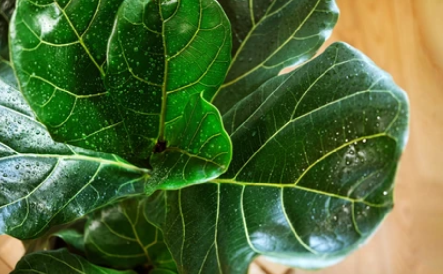 фикус лирата в домашних условиях