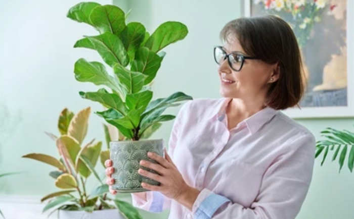 Фикус Лирата уход