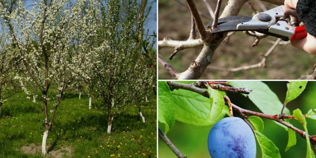 Обрезка сливы: схемы и советы для начинающих