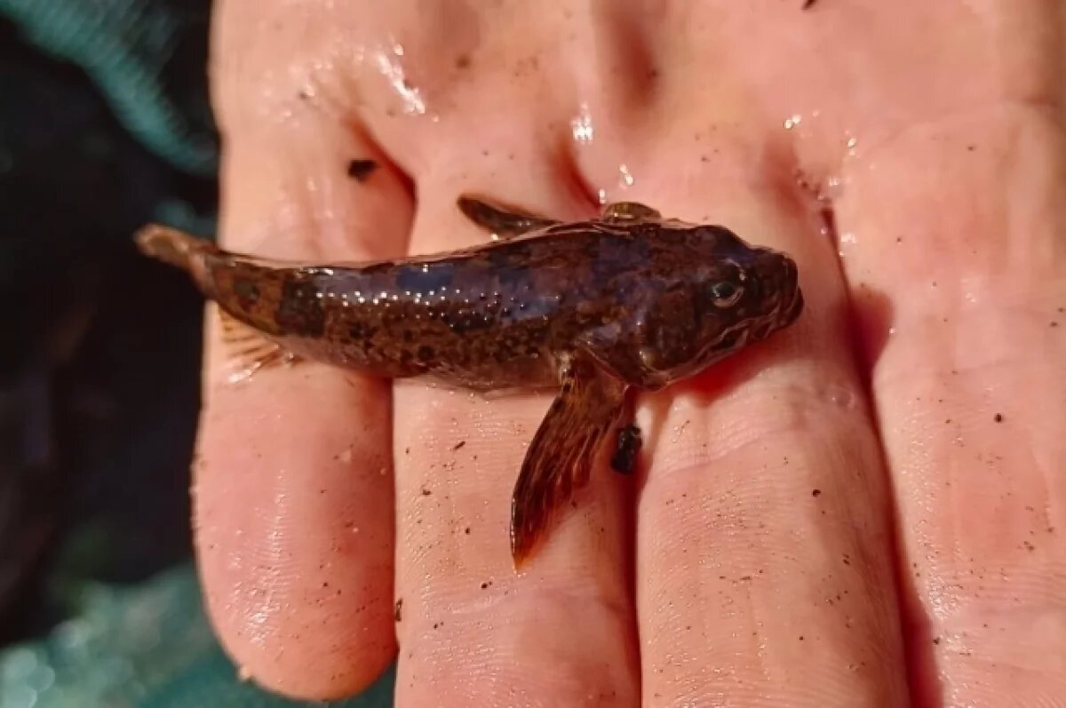    Рыбу из Красной книги Псковской области обнаружили в Себежском районе