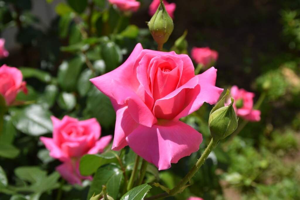    Фото Светланы Кишинько Газета Колос