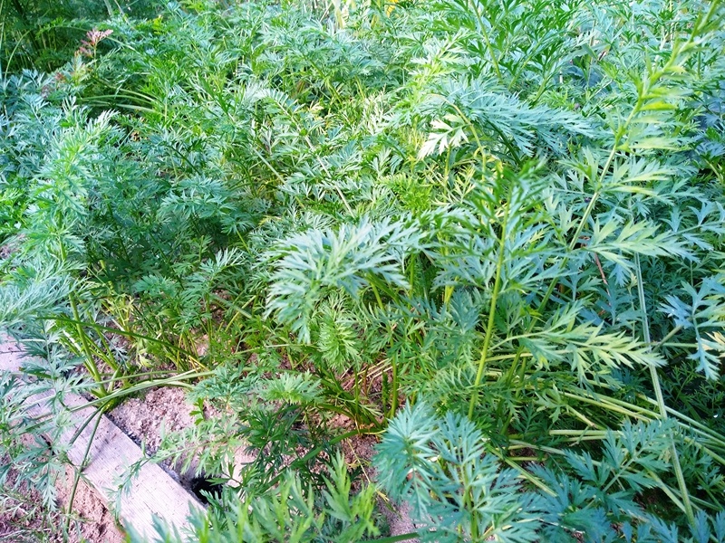 Выросшая морковь из семян, приклеенных на бумагу