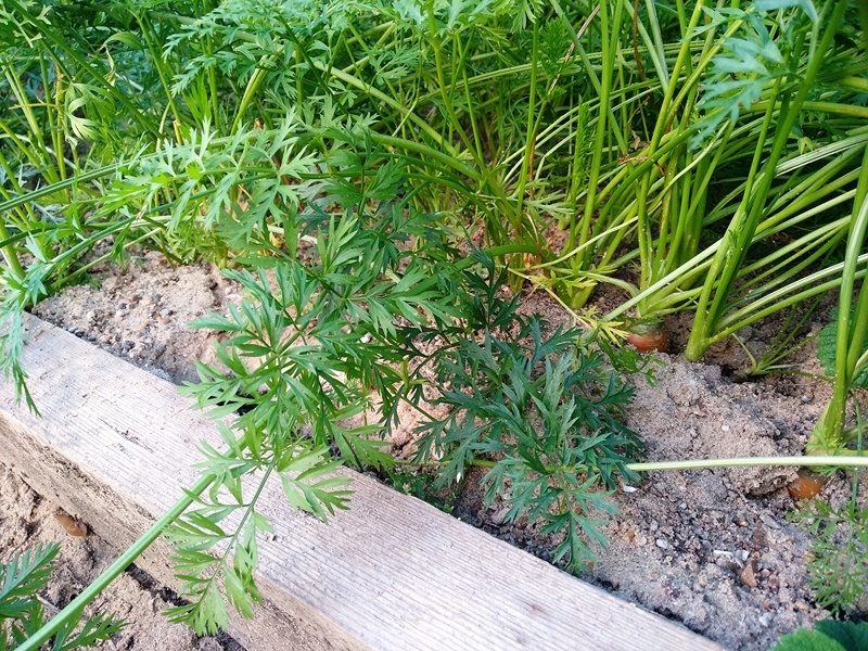 Довольно редко появились всходы