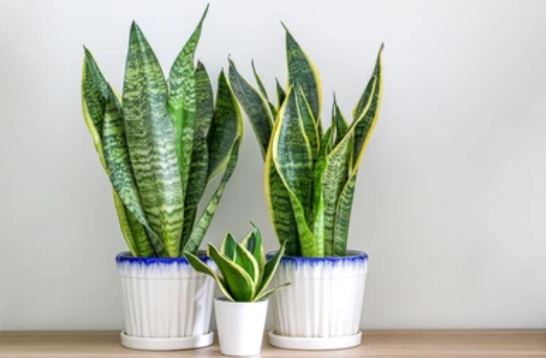 Sansevieria