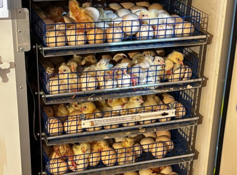    Бугурусланская соцконтрактница выращивает кур весом в 5 килограммов Алла Черкесатова