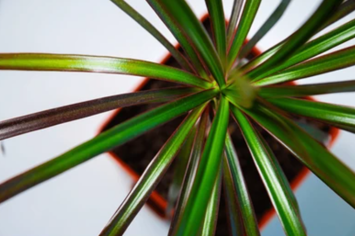 dracaena