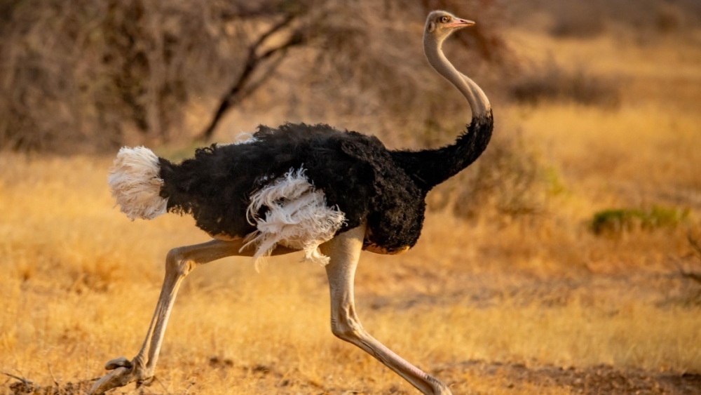     Фото: Tara N Salgado/Shutterstock/FOTODOM